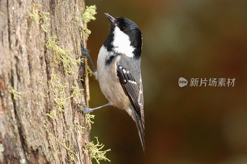 煤雀(Parus water)